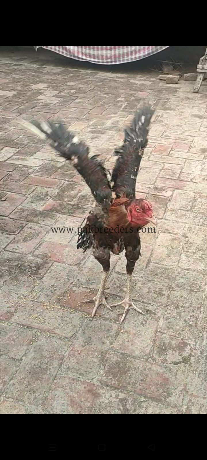 Lakha aseel murga,vaccinated,aseel,pakistani aseel mianwali aseel