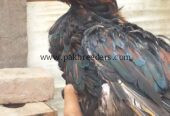 Aseel murga breed lasani