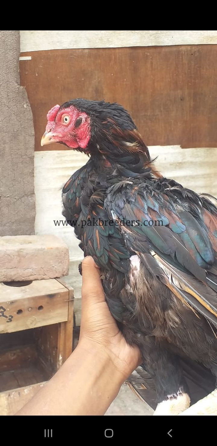 Aseel murga breed lasani