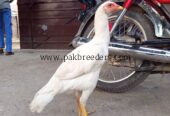 Papers White heera pathi