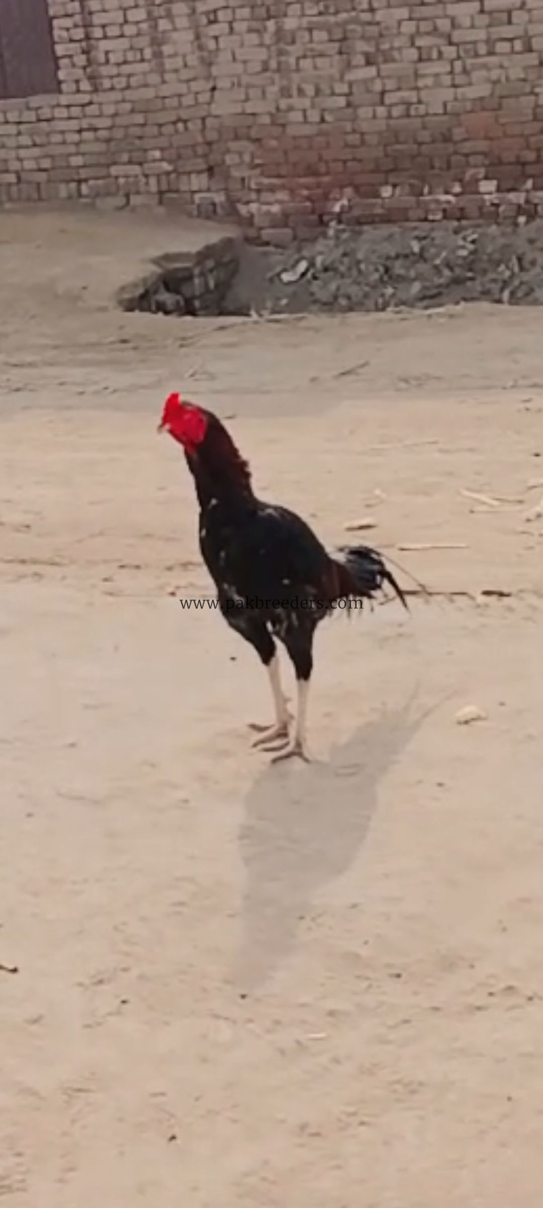 Rata aseel murga sell