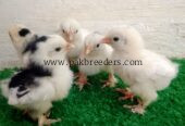 Fancy hens chicks for sale