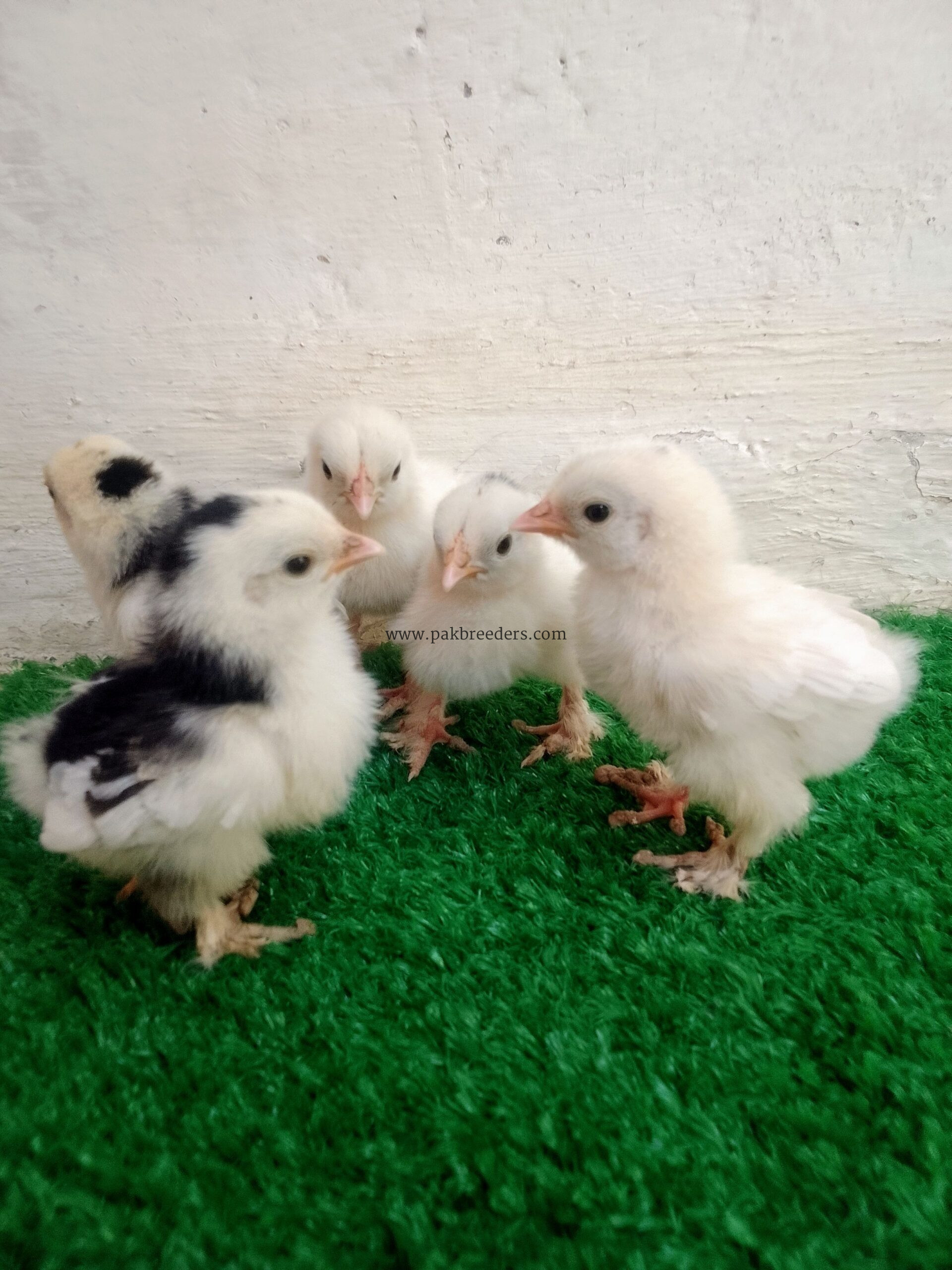 Fancy hens chicks for sale