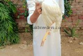 Papers White heera pathi
