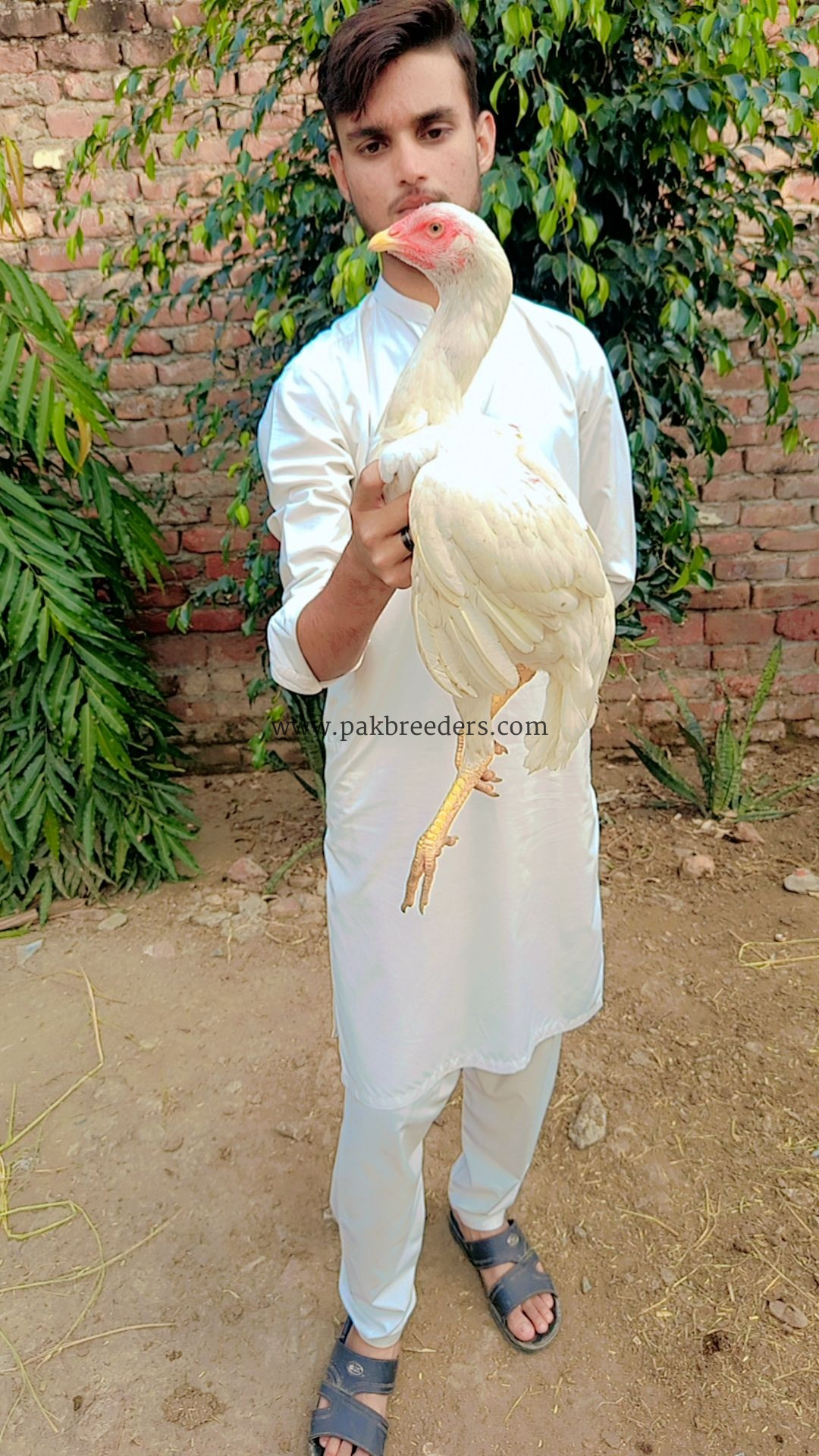 Papers White heera pathi