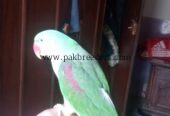 The parrot senter new