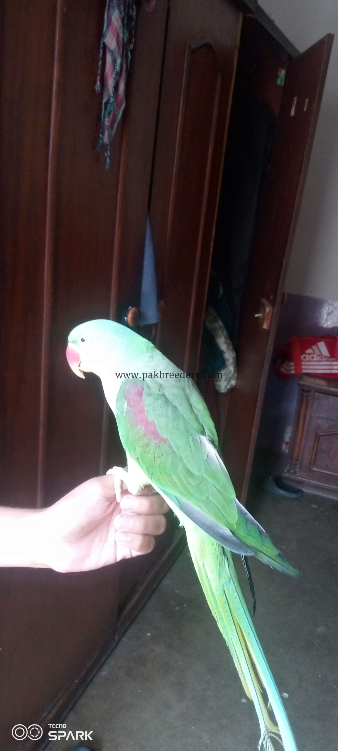 The parrot senter new