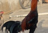Aseel sindhi murga 7 months old
