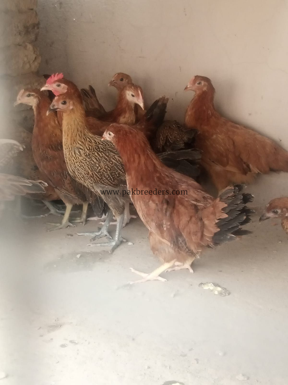 Hens for sale per kg 1250