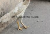 White German oshamoo permooz pathy