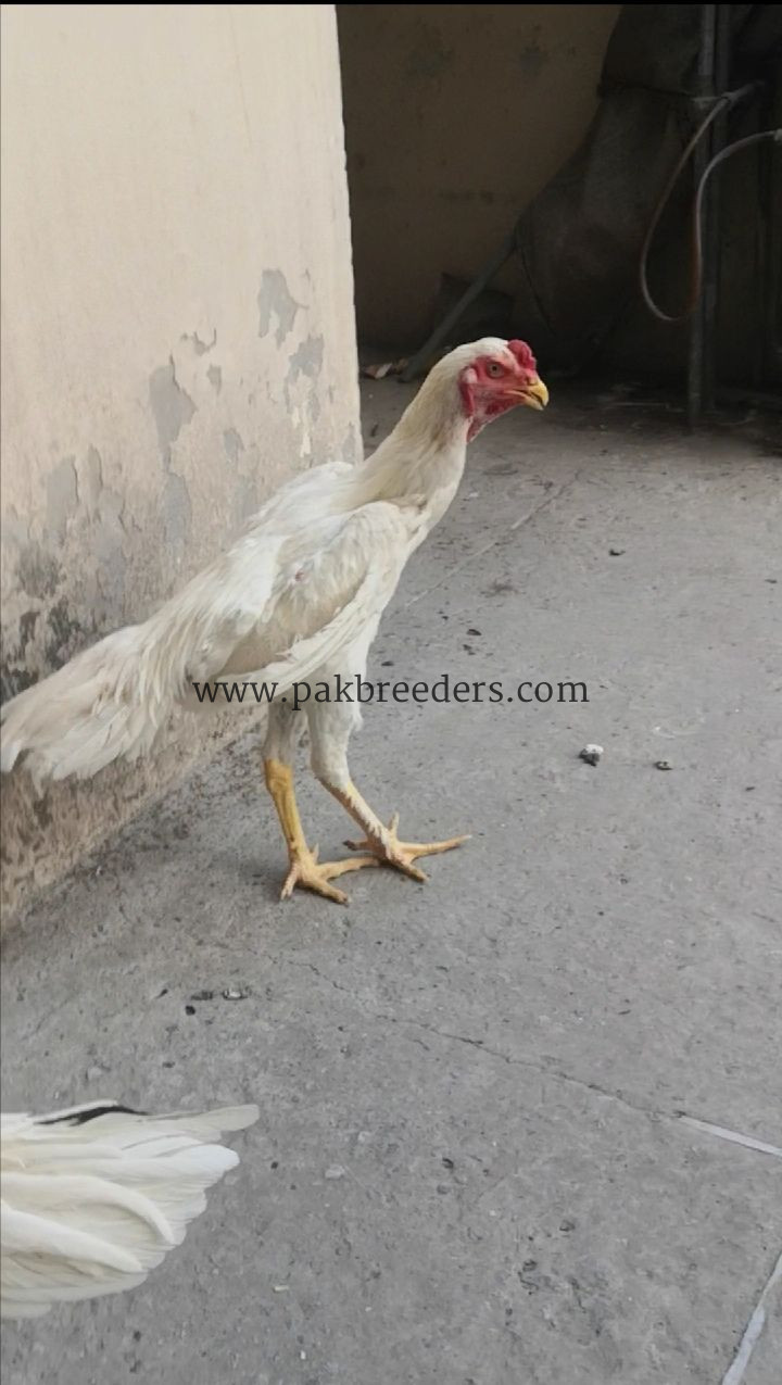 White German oshamoo permooz pathy
