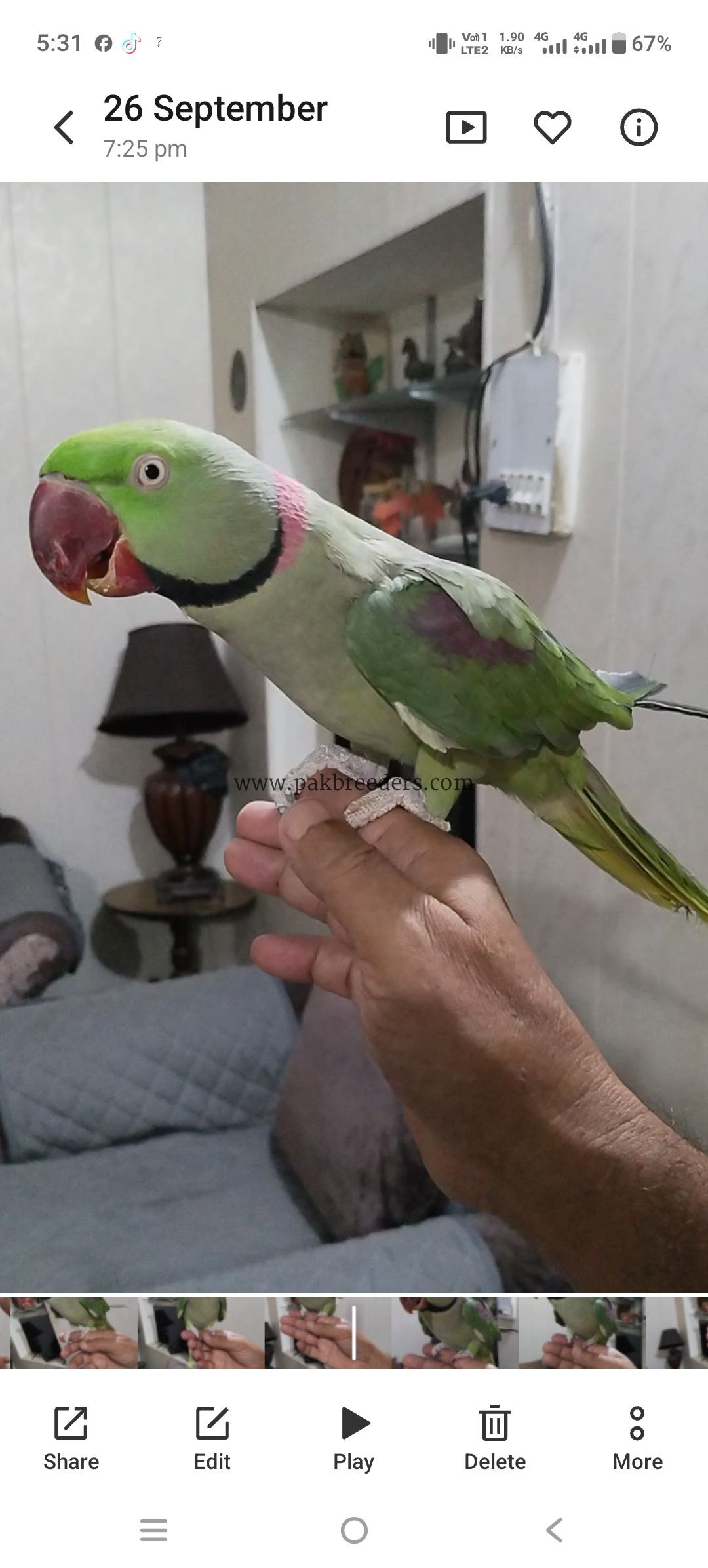 Alexander raw parrot