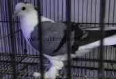 Top quality silver sharazi
