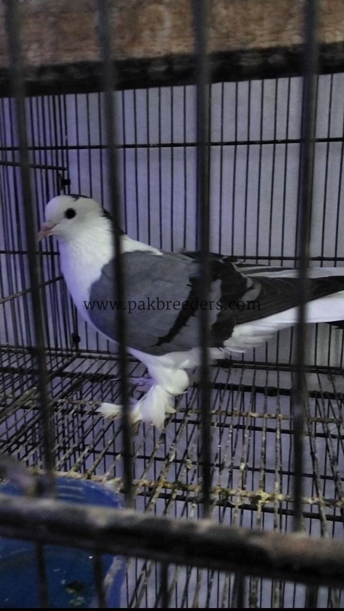 Top quality silver sharazi