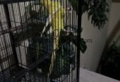Argent sale bird beautiful bird mail