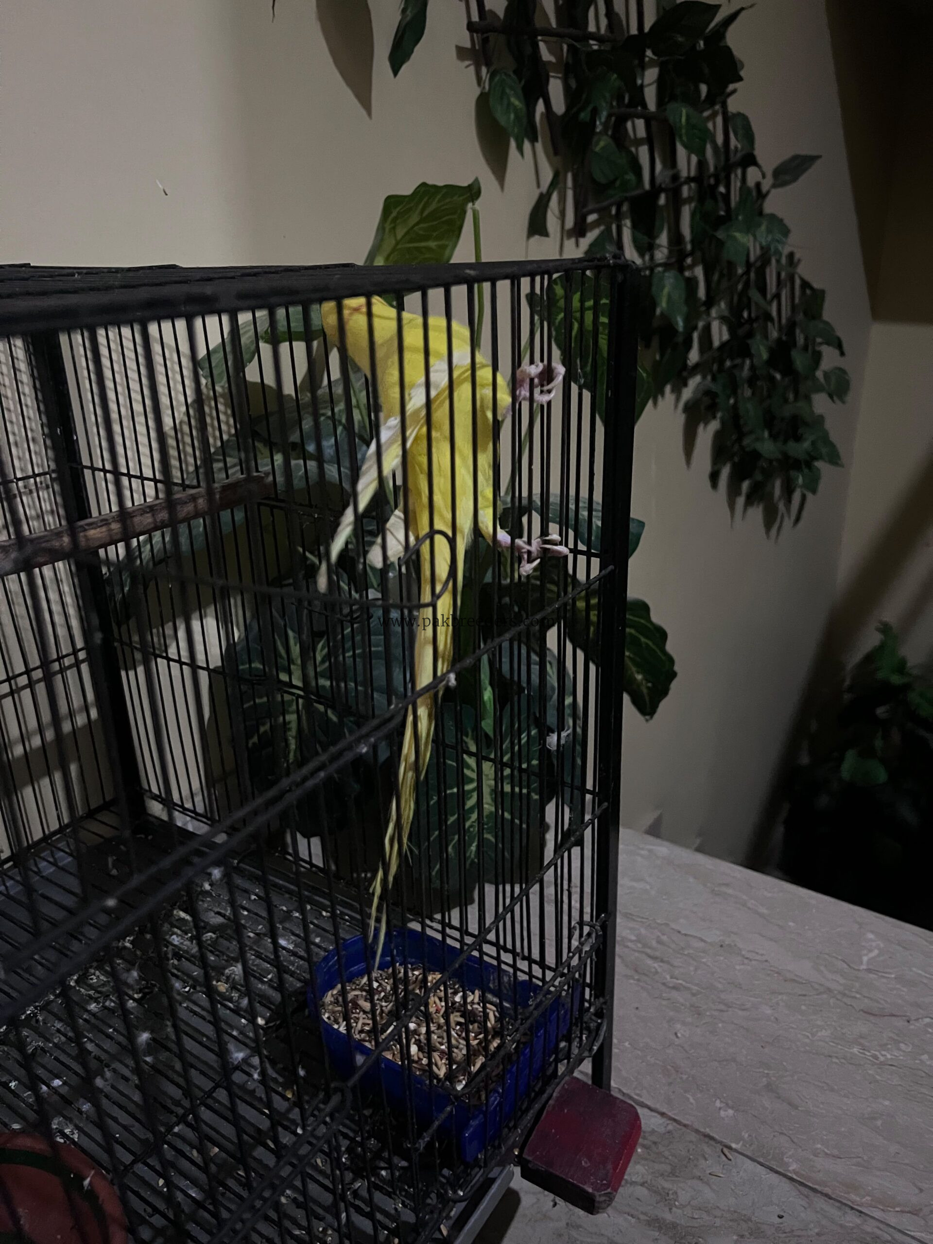 Argent sale bird beautiful bird mail