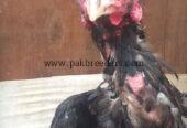 Aseel murga breed lasani