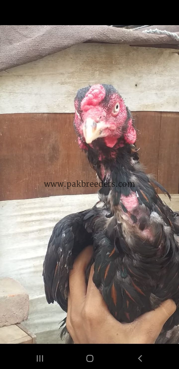 Aseel murga breed lasani