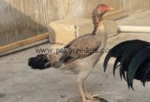 Aseel hen almost 7 months old active