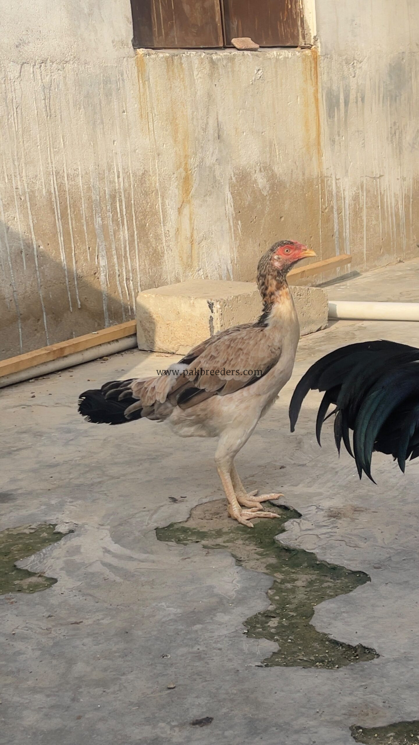 Aseel hen almost 7 months old active