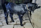 Teddy Bakra breeder male