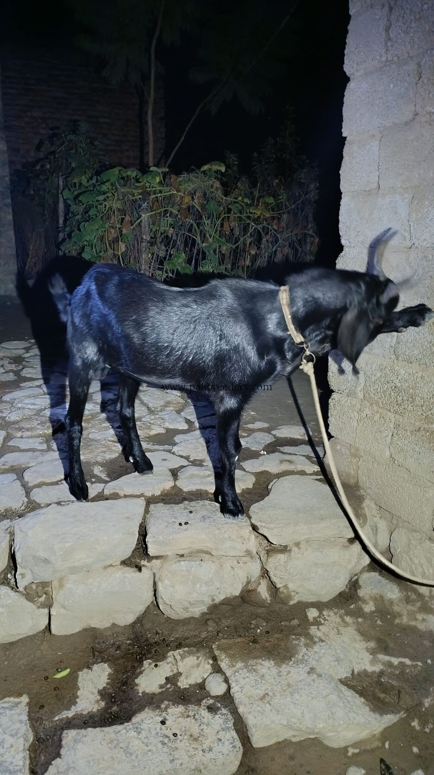 Teddy Bakra breeder male