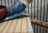 Love birds for sale . Urgent sale