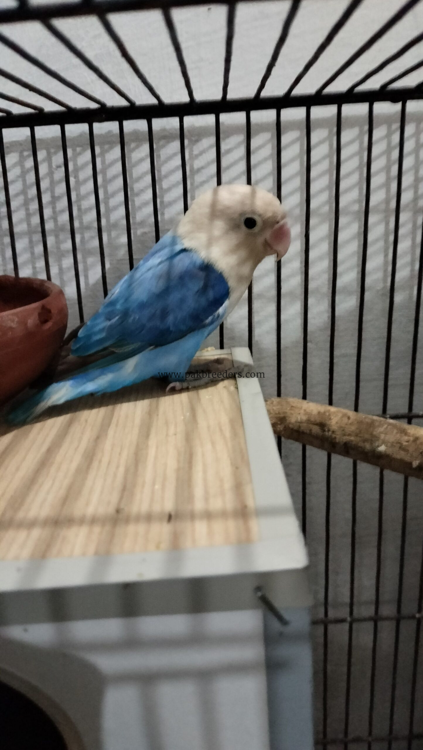 Love birds for sale . Urgent sale