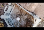 Silki pair for sale and eggs