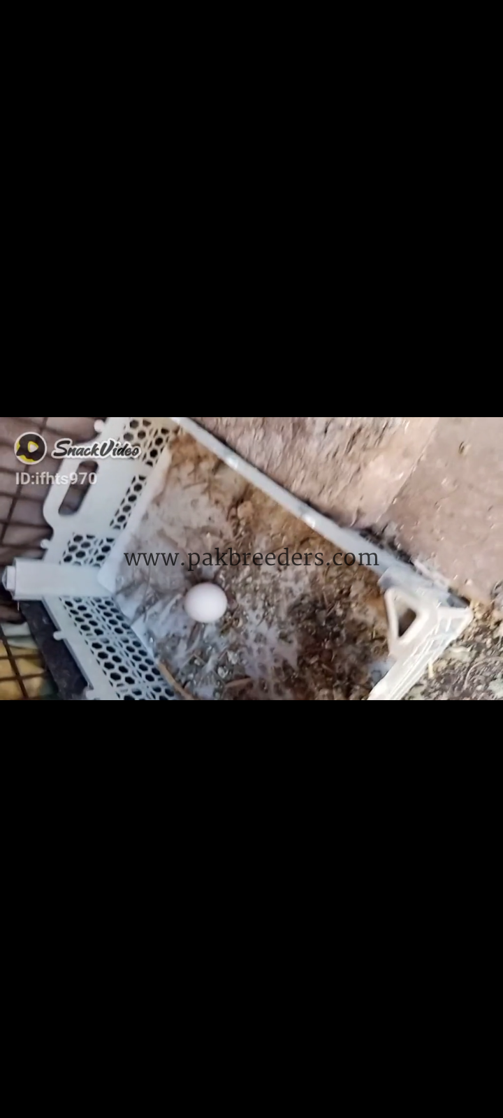 Silki pair for sale and eggs