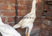 White O Shamo Patha pathi