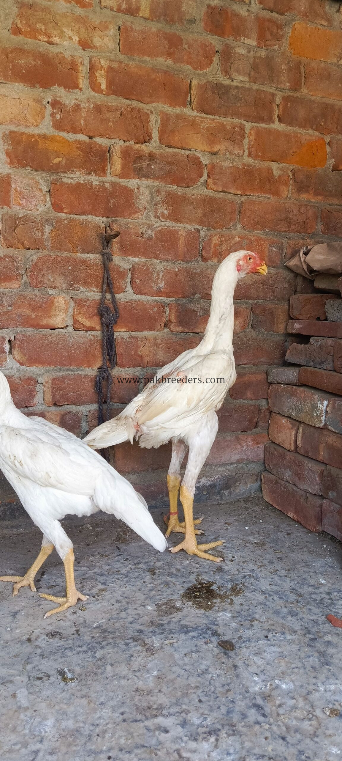 White O Shamo Patha pathi