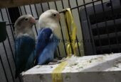 Love birds for sale . Urgent sale