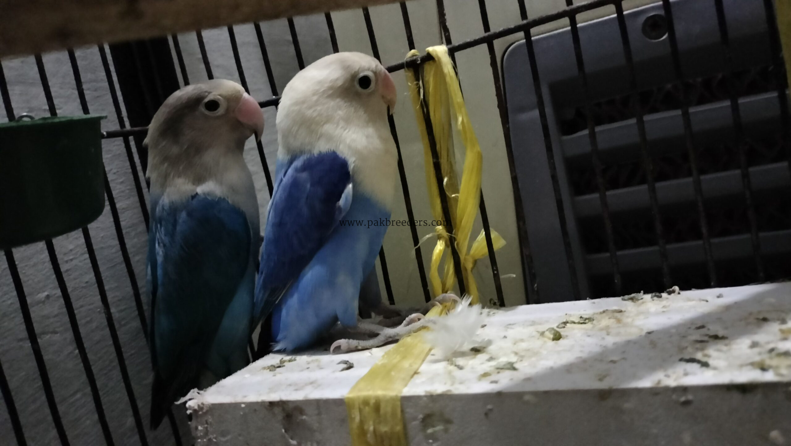 Love birds for sale . Urgent sale