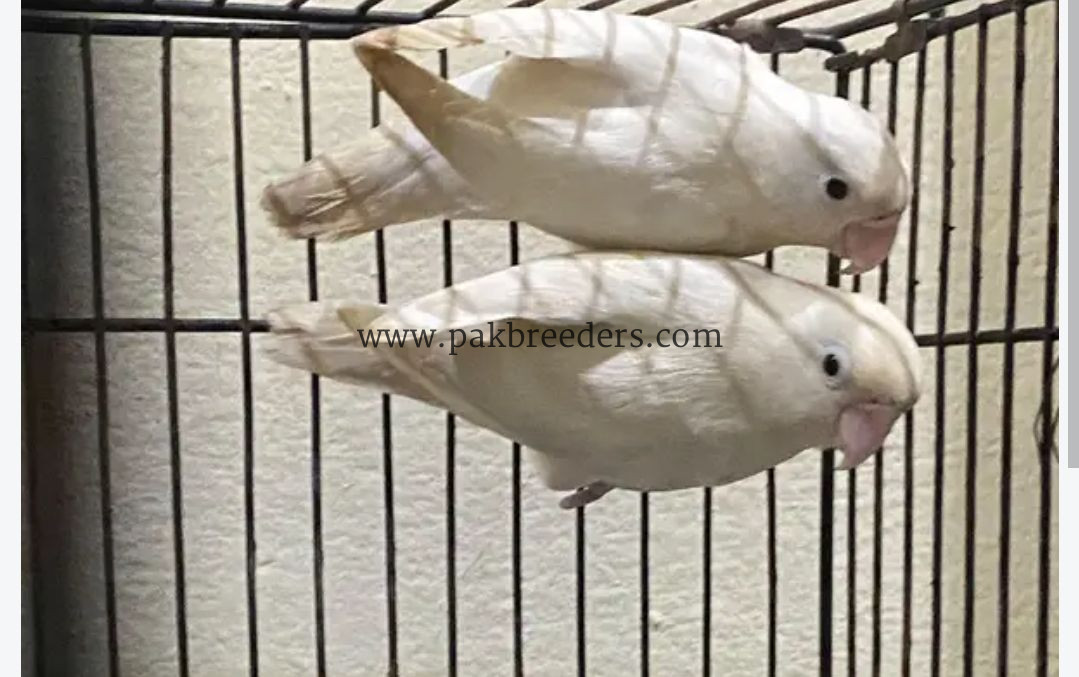 Love bird breeder pair