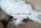 mashallah beautiful top quality White frillback ka young breeder pair available