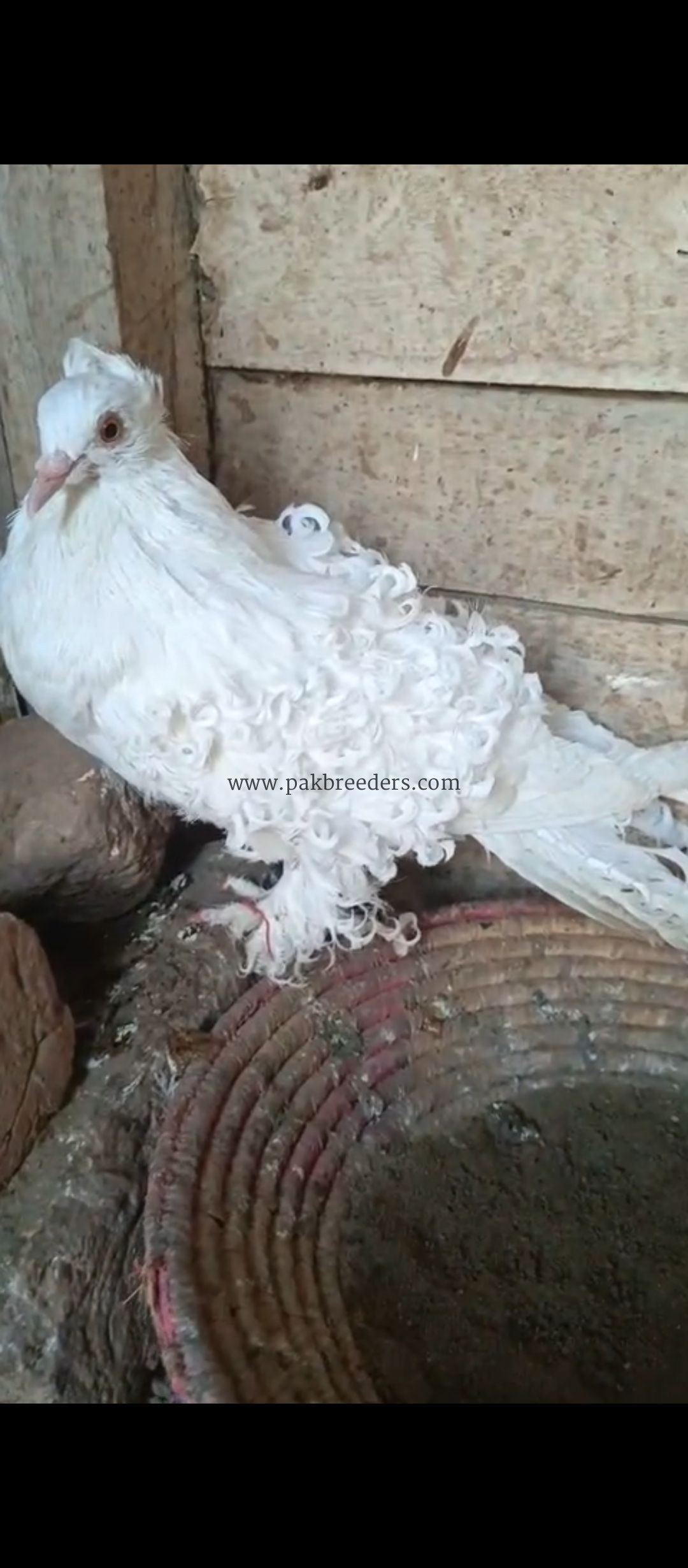 mashallah beautiful top quality White frillback ka young breeder pair available