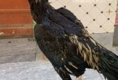 Aseel Jora for sale