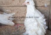 mashallah beautiful top quality White frillback ka young breeder pair available