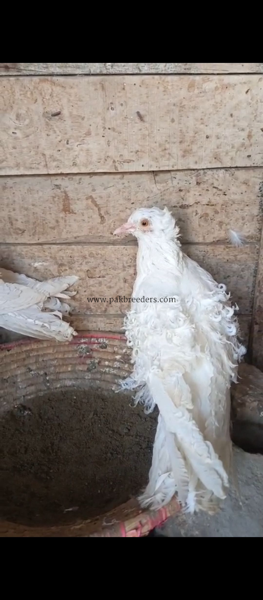 mashallah beautiful top quality White frillback ka young breeder pair available