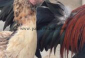 Aseel hen almost 7 months old active
