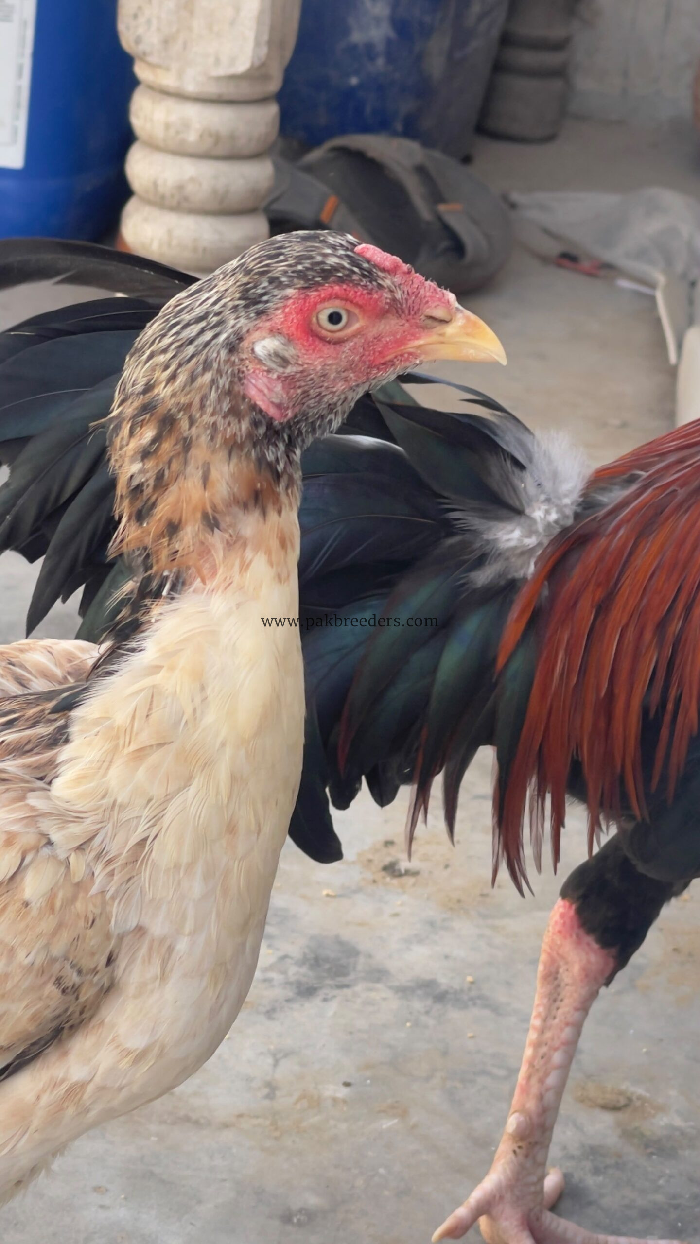 Aseel hen almost 7 months old active