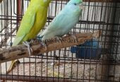 Red eyes budgies pair available