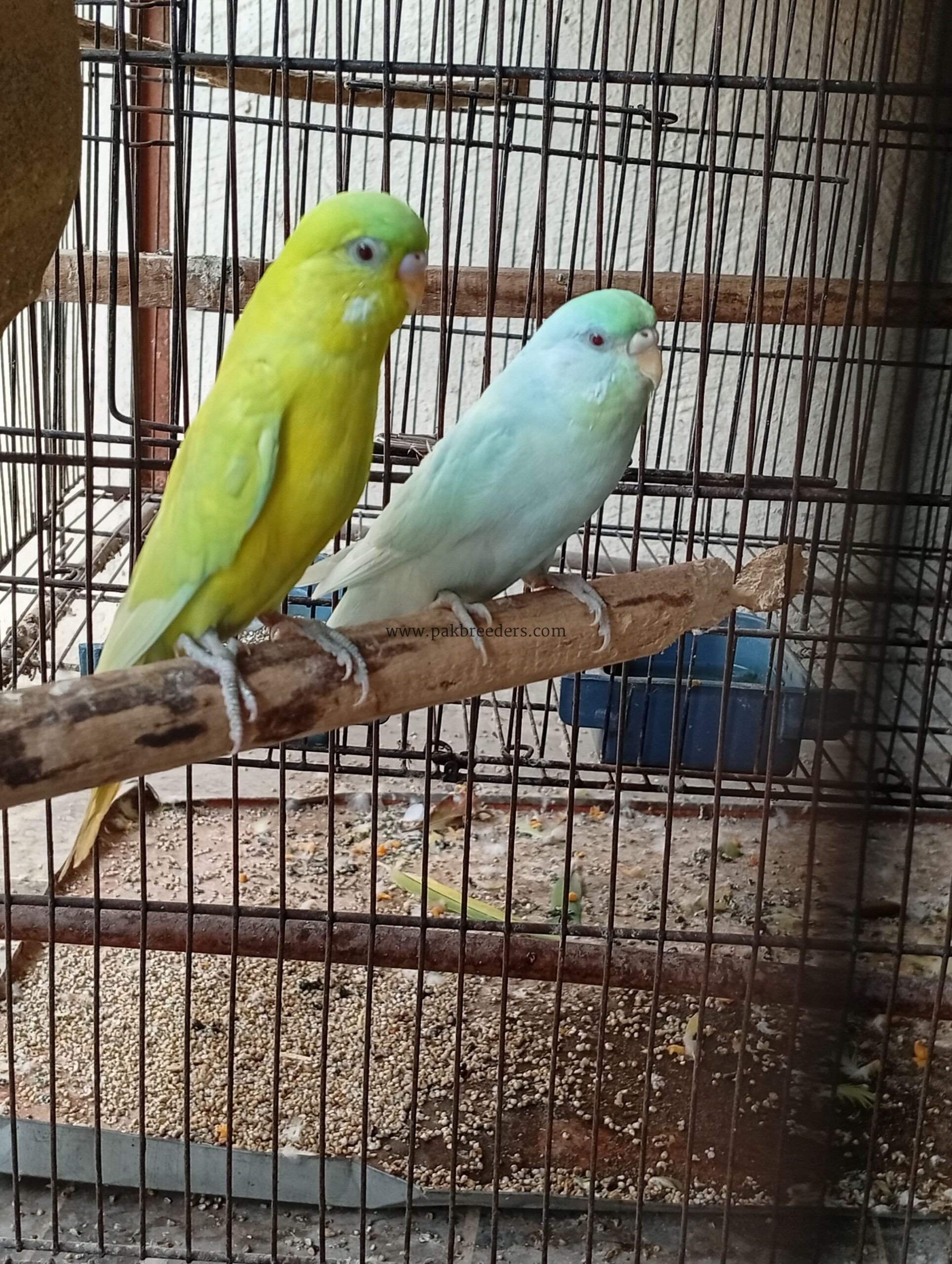 Red eyes budgies pair available