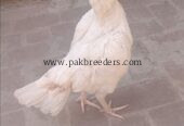Paper white heera aseel female