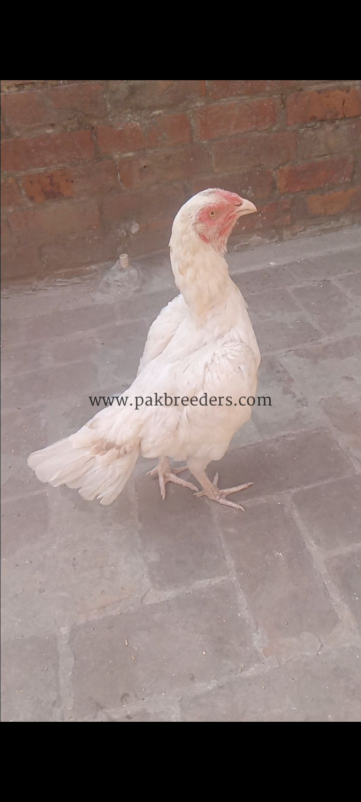 Paper white heera aseel female