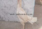Paper white heera aseel female