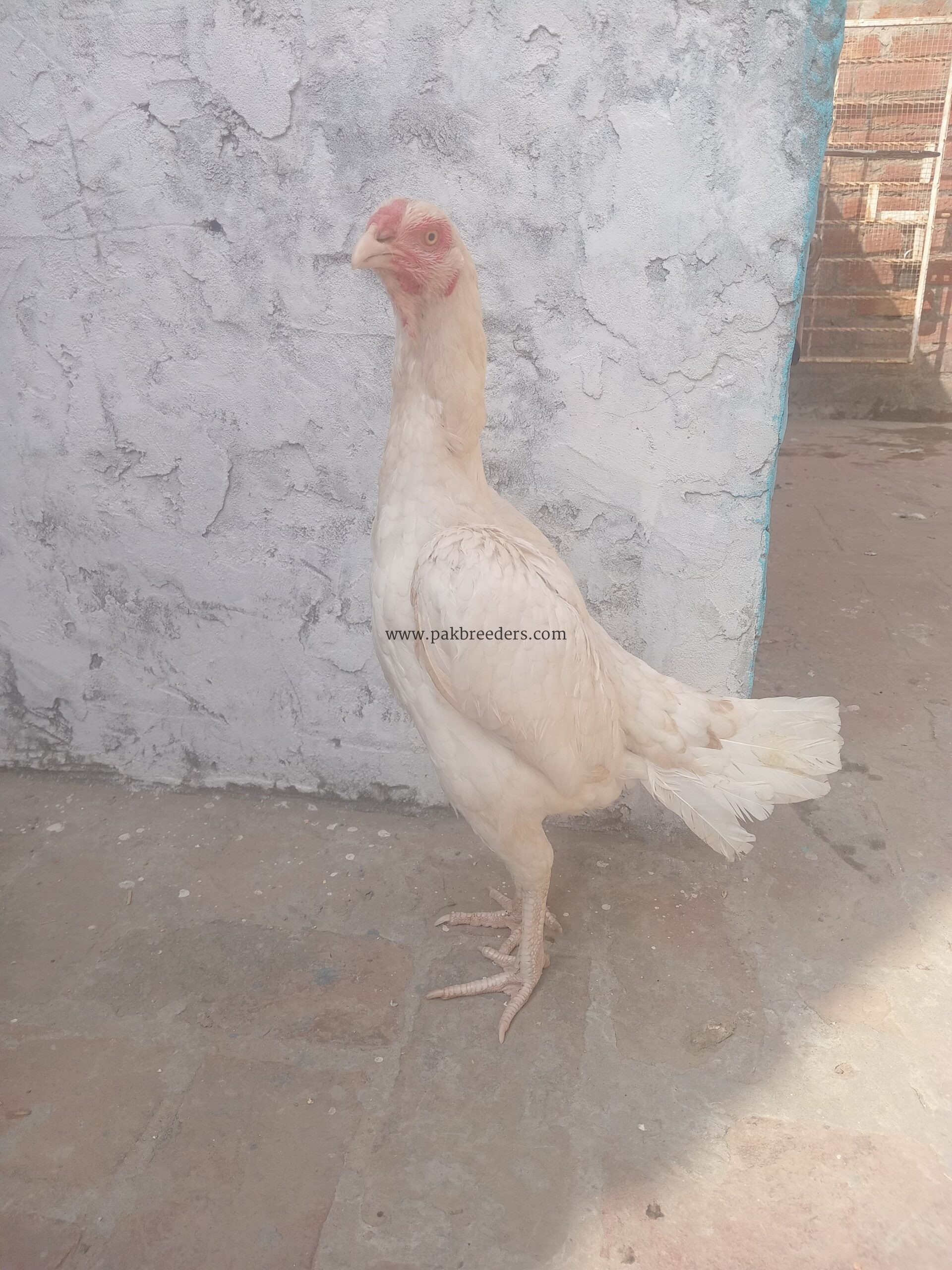 Paper white heera aseel female