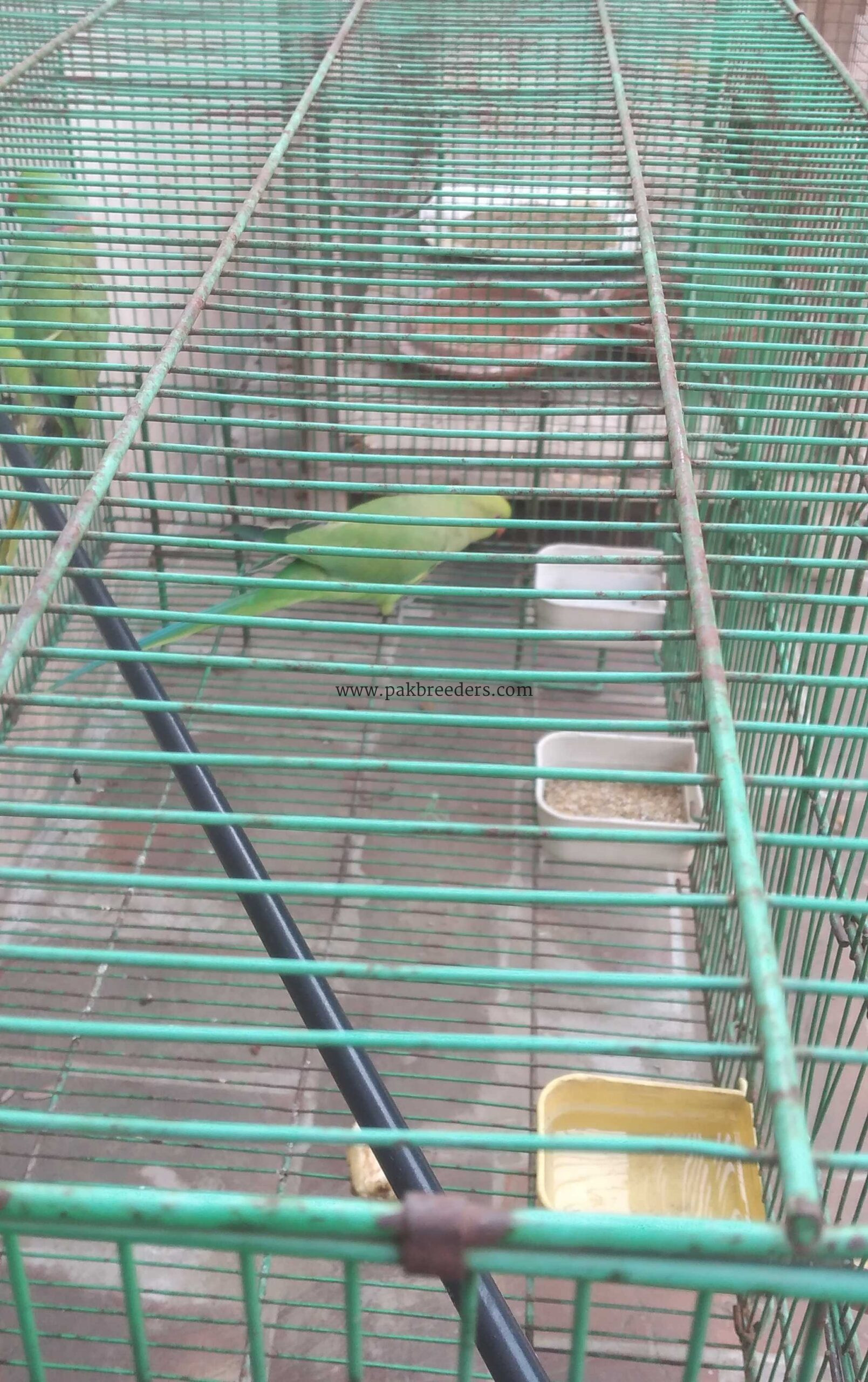 Beautiful 😍 long tail female