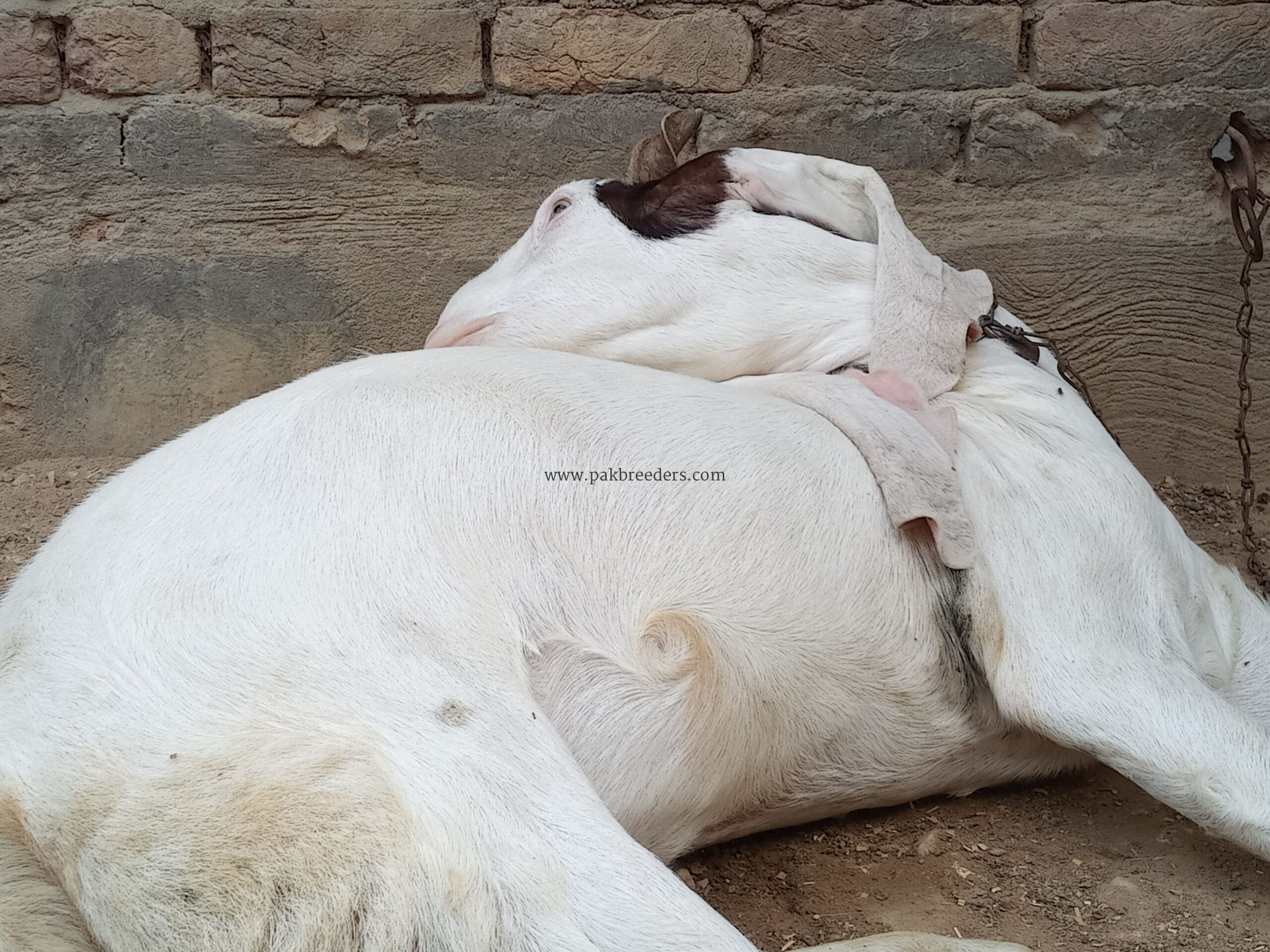 ایک سالہ صحت مند نر بکرا فروخت کے لیے دستیاب ہے۔ قیمت 115,000 روپے ہے۔ دلچسپی رکھنے والے خریدار مزید تفصیلات کے لیے رابطہ کریں۔